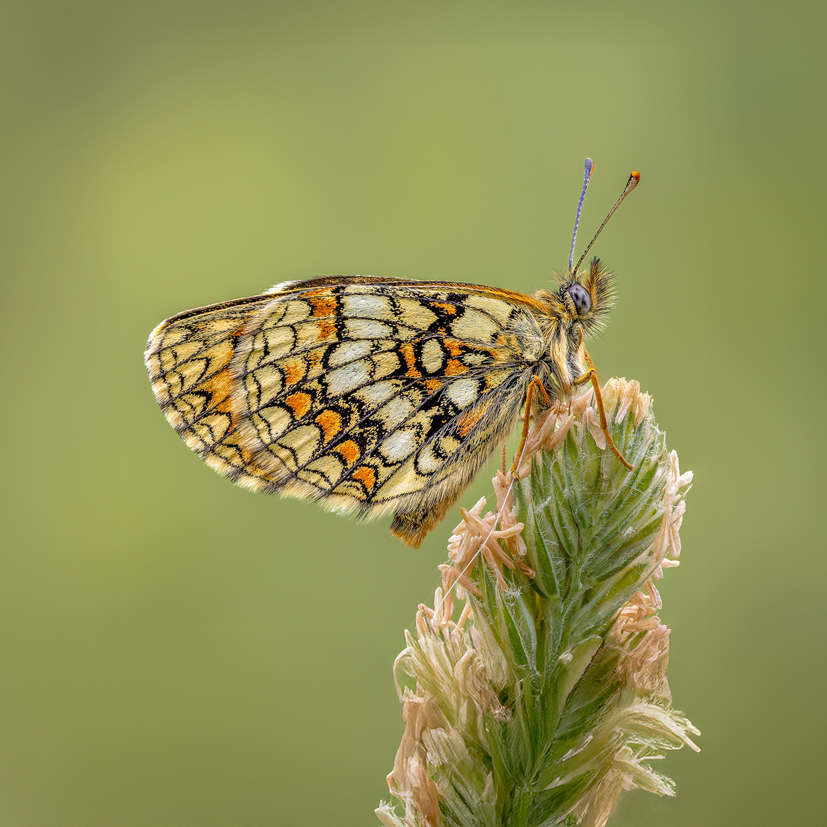 HEATH FRITILLARY